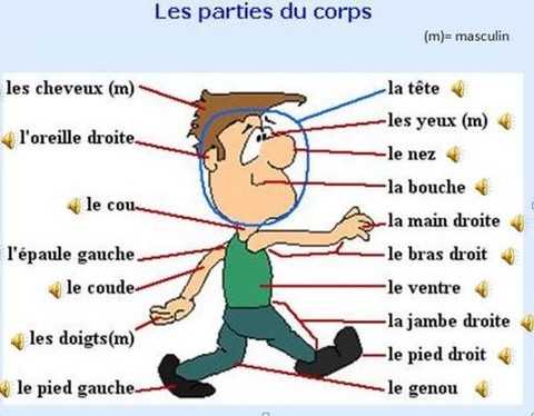Parts of the body and face in French