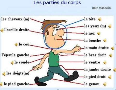Parts of the body and face in French
