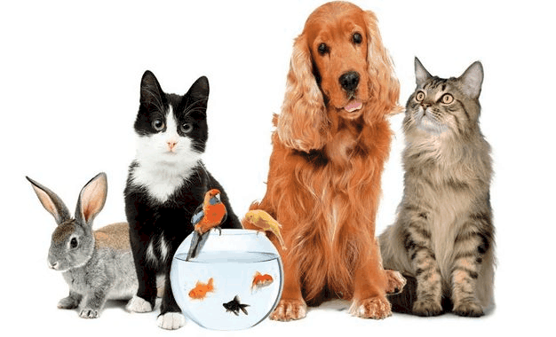 Les animaux de compagnie en français, fle